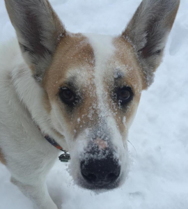 Jenna's dog, Meeks, who she adopted through RezDawg Rescue-one organization she supports.