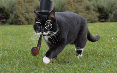 Fancy Cat.